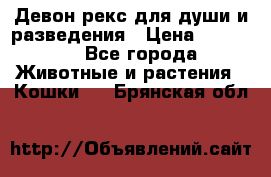 Девон рекс для души и разведения › Цена ­ 20 000 - Все города Животные и растения » Кошки   . Брянская обл.